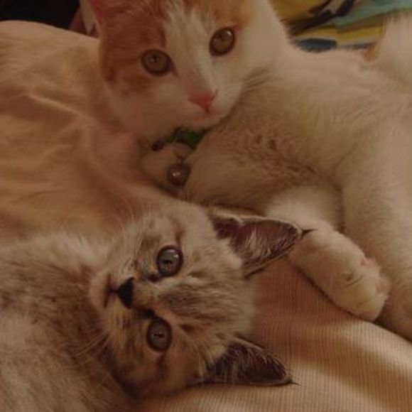 Meet your Posher, Shan - Picture 1 of 1